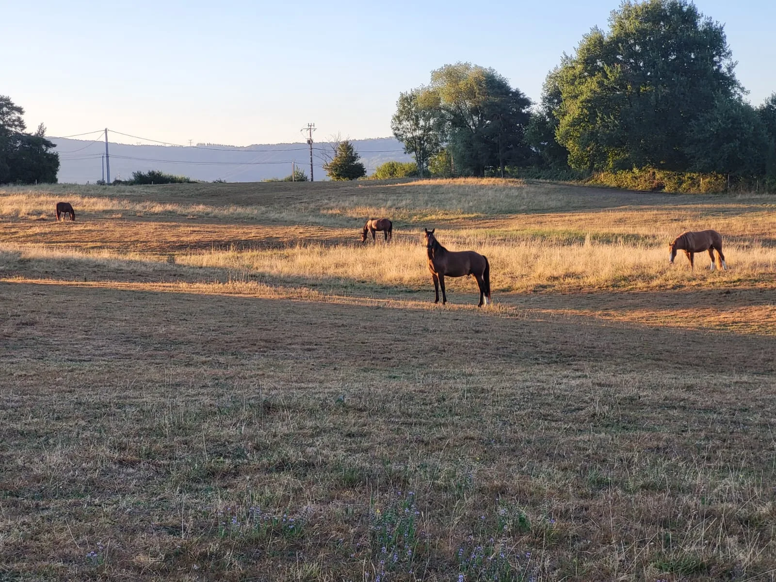 Steppe
